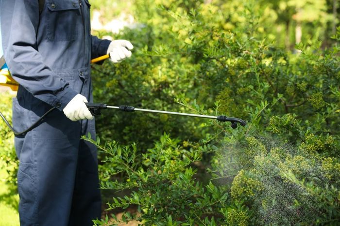Disinfestazione giardino