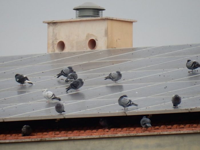 Bonifica da piccioni