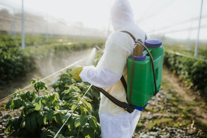 Una persona sta spruzzando fiori con uno spruzzatore in un giardino.