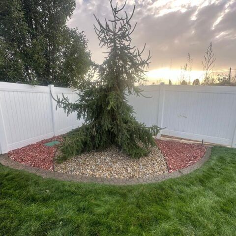 Tall evergreen tree in a mulched backyard bed, bordered by white vinyl fencing at sunset.