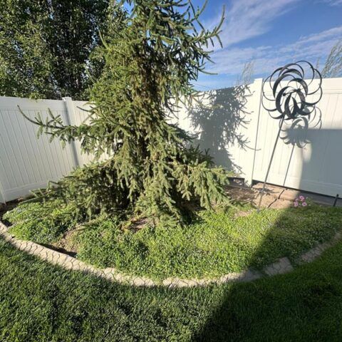 Backyard garden bed with a large evergreen tree, white fence, and decorative metal wall art
