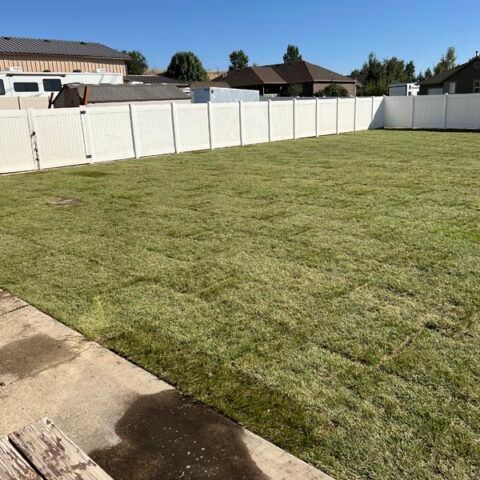 Backyard with a green lawn, white fence, and houses in the background on a sunny day