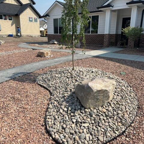 Suburban front yard with a young tree, rock bed, and large boulder beside a sidewalk and houses