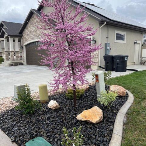 Small pink flowering tree in a landscaped front yard beside a driveway and house.