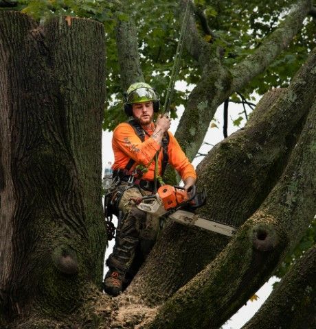 Tree worker in orange safety gear using a chainsaw while standing in a large tree branch crook