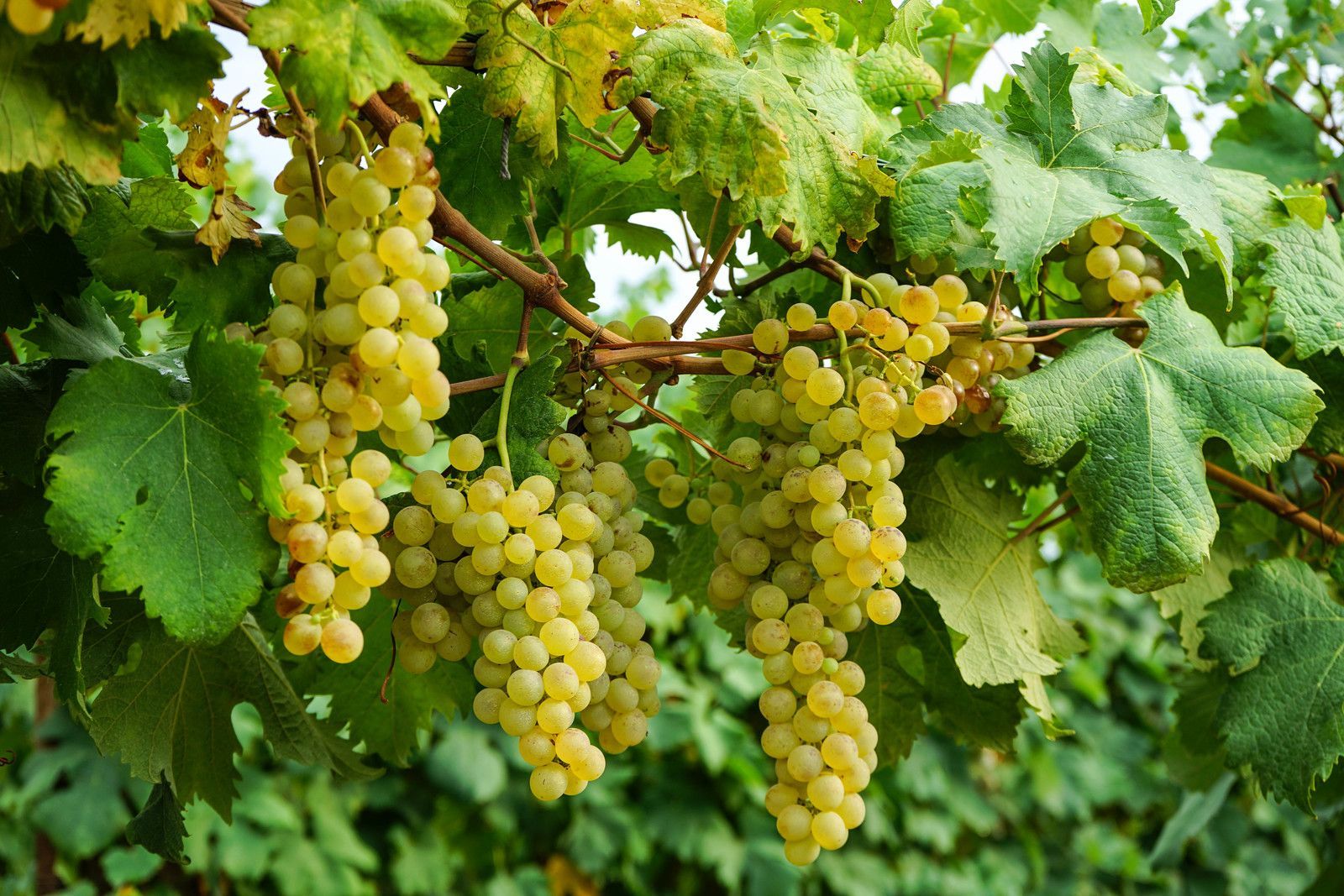 grappoli d'uva appesi ad una vite con foglie verdi.