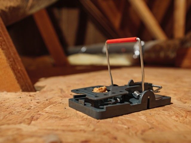 Rodent Control Services in Rowlett,TX