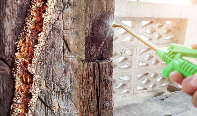An image of Termite Treatment Services in Rowlett, TX