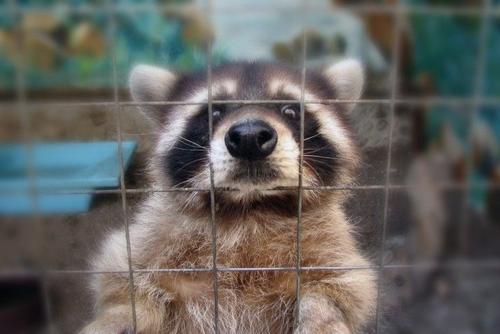 Wildlife Removal Services in Rowlett, TX