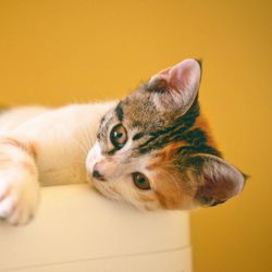 Eine dreifarbige Katze liegt auf einer weißen Kiste und schaut in die Kamera.