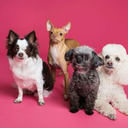 Eine Gruppe kleiner Hunde steht nebeneinander auf einem rosa Hintergrund.