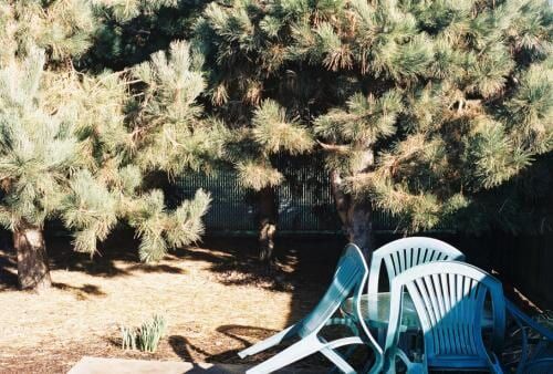 Two pine trees shade a patio with teal plastic chairs and table on a sunny day.