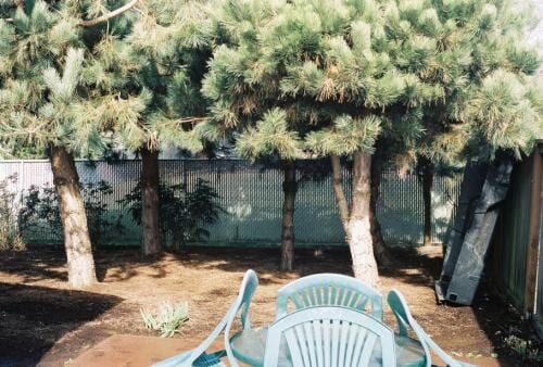 Four evergreen trees in a backyard with a blue table and chairs. 
