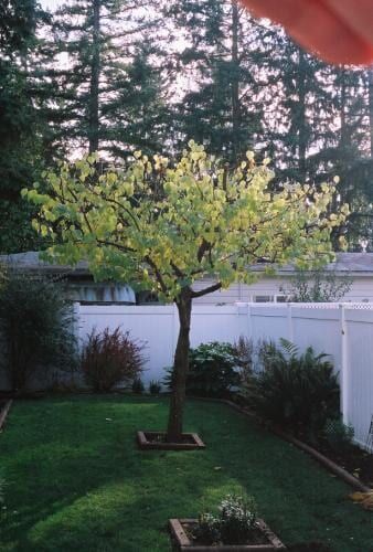 Tree in backyard with green grass, white fence, and trees in the background.