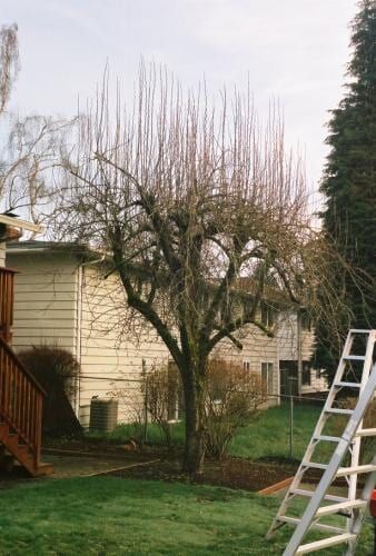 Tree with bare branches in a backyard setting, next to a house and a wooden deck. 