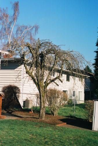 Bare tree in front of a white building on a sunny day. 