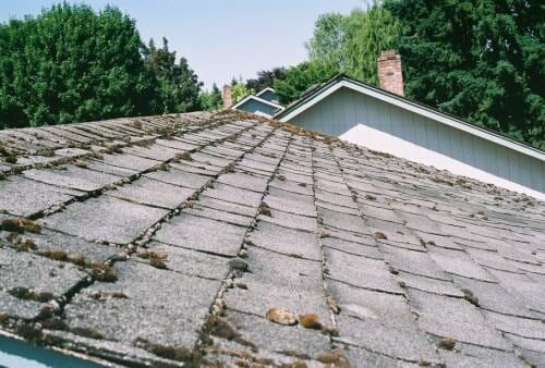 Gray shingle roof covered in moss, with chimneys and trees in the background.