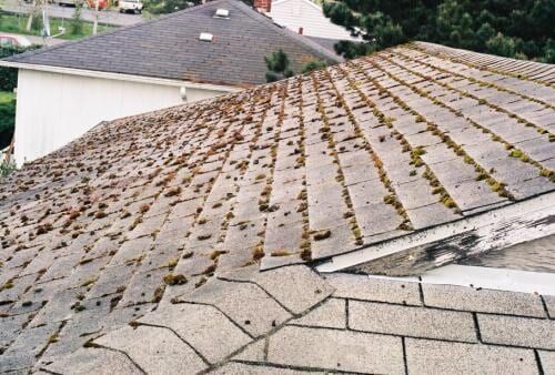 Roof covered in moss, gray shingles, white trim, with other houses in the background.