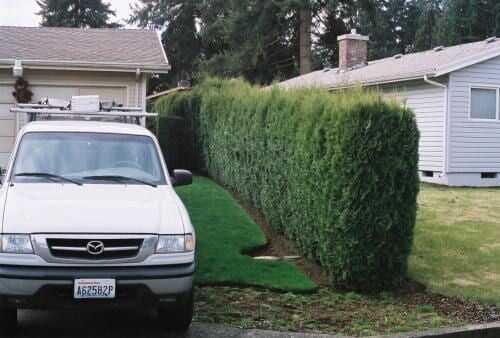 White truck parked next to a tall, green hedge in front of a house.