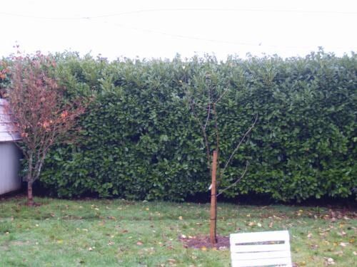 Lush green hedge behind two small trees on a lawn, one with brown leaves. 