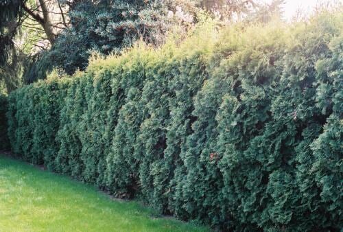 A tall, green hedge row bordering a grassy lawn.