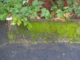 Green moss on a concrete curb, with leafy plants in the background, near a black surface.