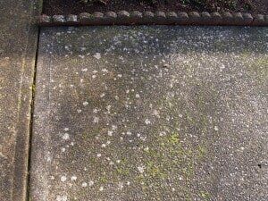 Concrete sidewalk with white splotches and green moss.