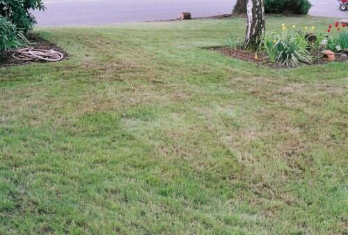 Lawn with patches of brown grass, near a tree and flowerbed.