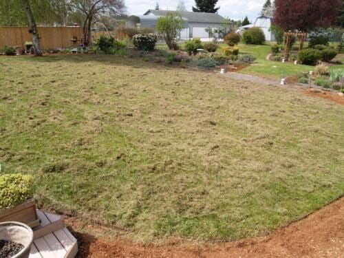 Lawn with patches of brown grass in a backyard, with a wooden border and other landscaping features in the background.