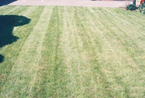 Green lawn with striped mowing pattern, next to a concrete sidewalk.