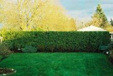 Green hedge in a backyard, with a grassy lawn in the foreground and a house in the background.