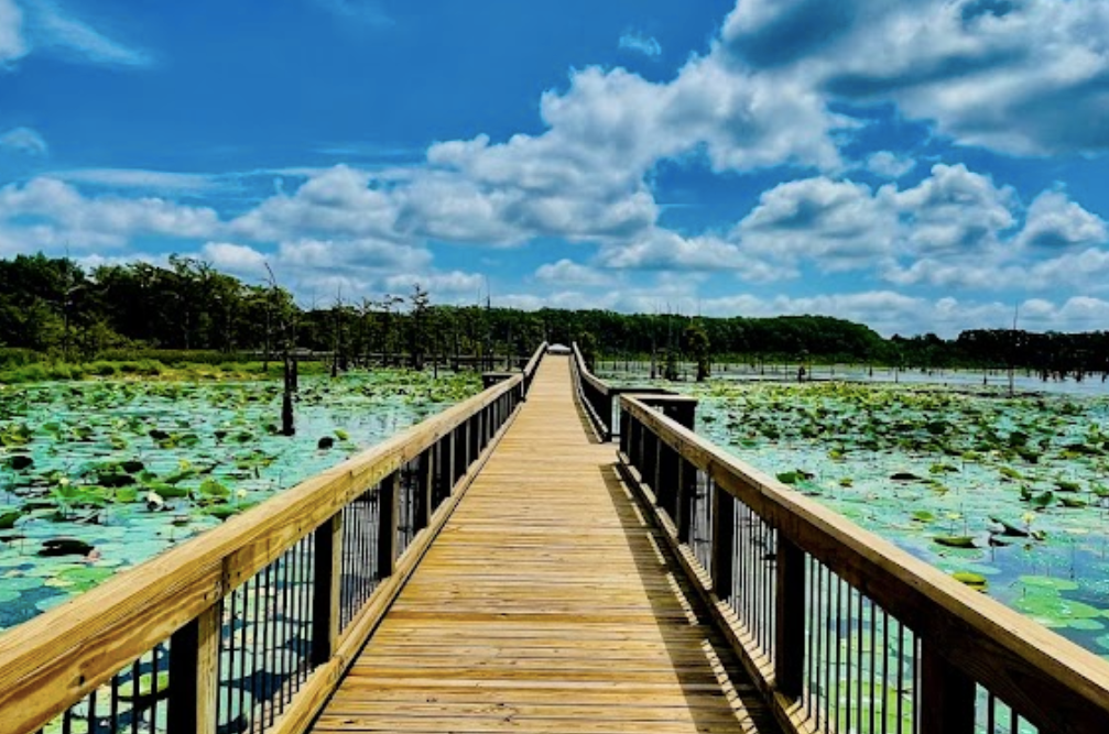 A wooden boardwalk extends through a sunlit marsh covered in lily pads under a bright blue, cloudy sky.