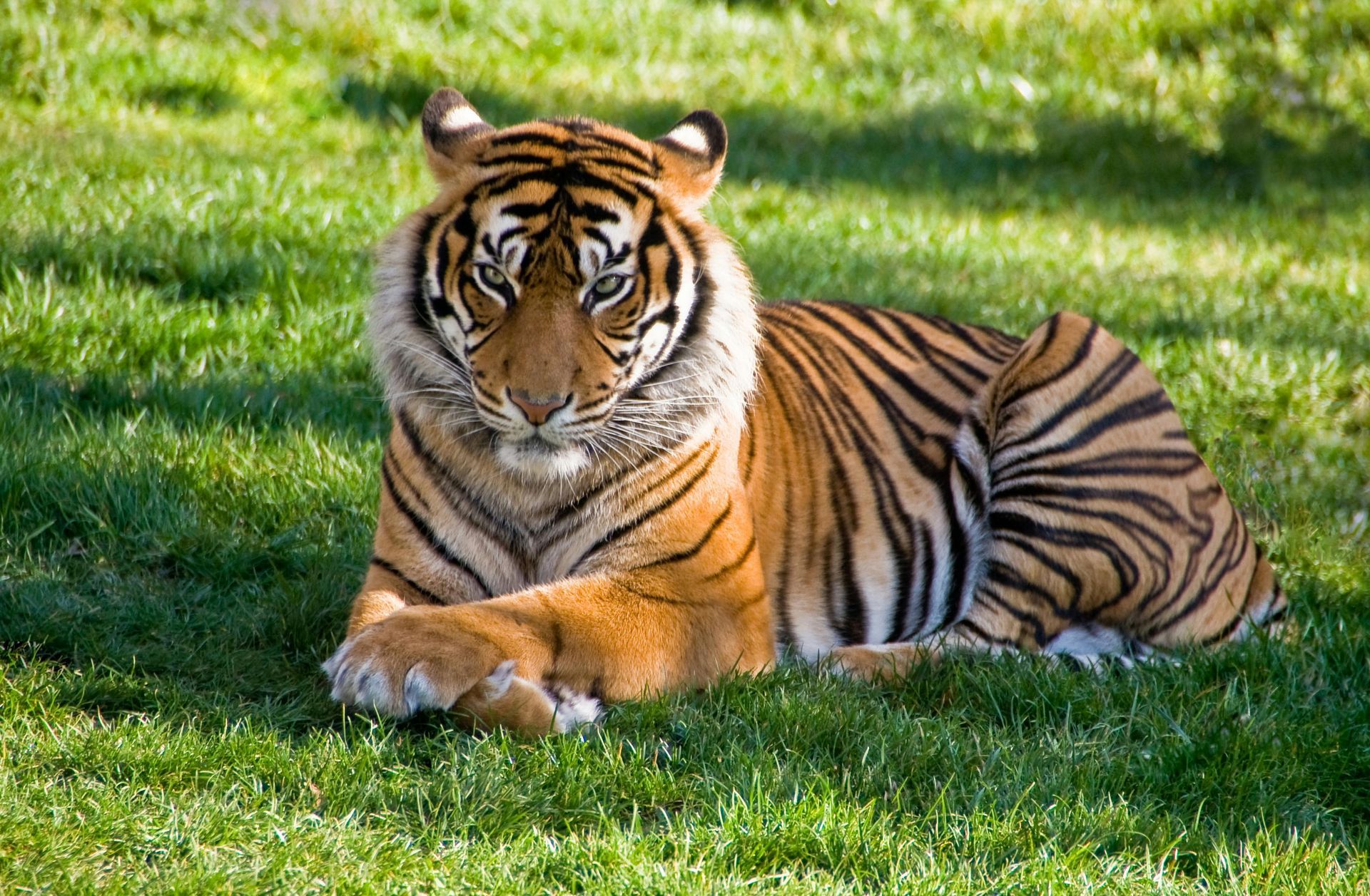 A tiger with orange, black-striped fur rests calmly in green grass, looking directly at the camera.