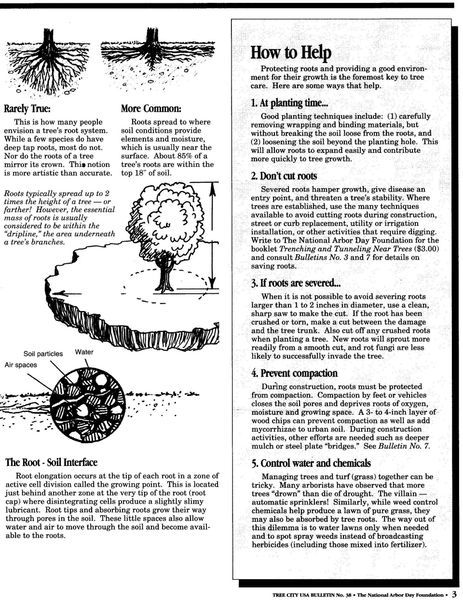 Root Care for Tree Health | Arbor First