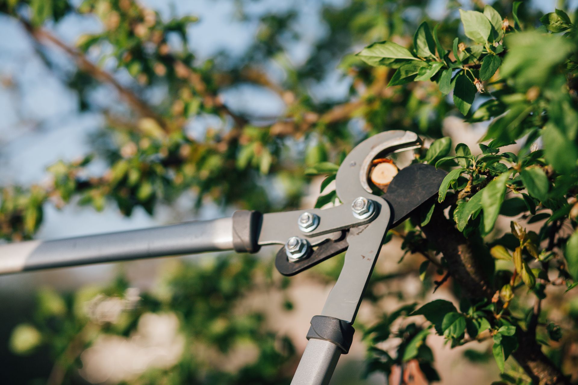 A Person is Using a Pair of Pruning Shears to Cut a Tree Branch