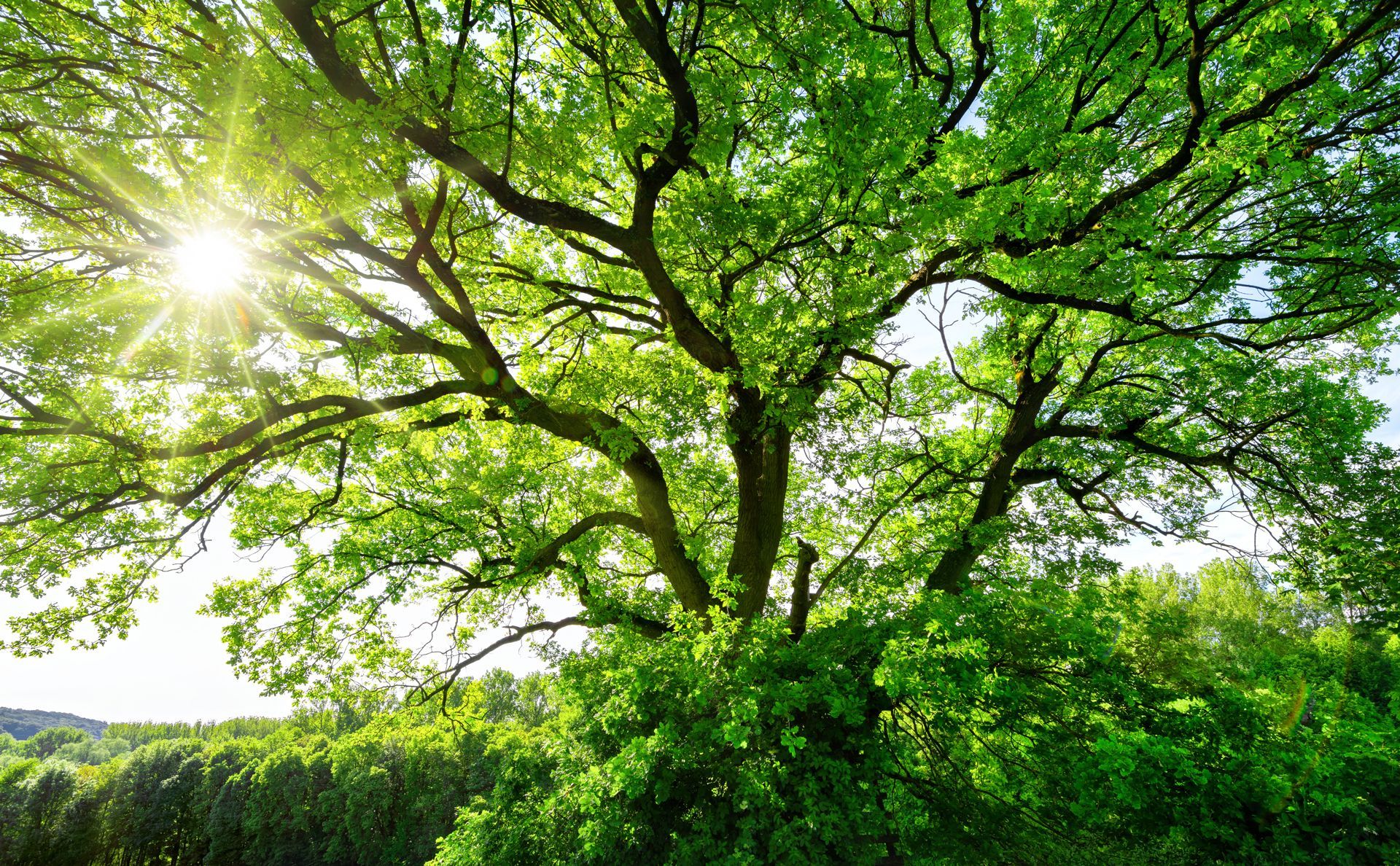 The Sun is Shining Through the Branches of a Tree