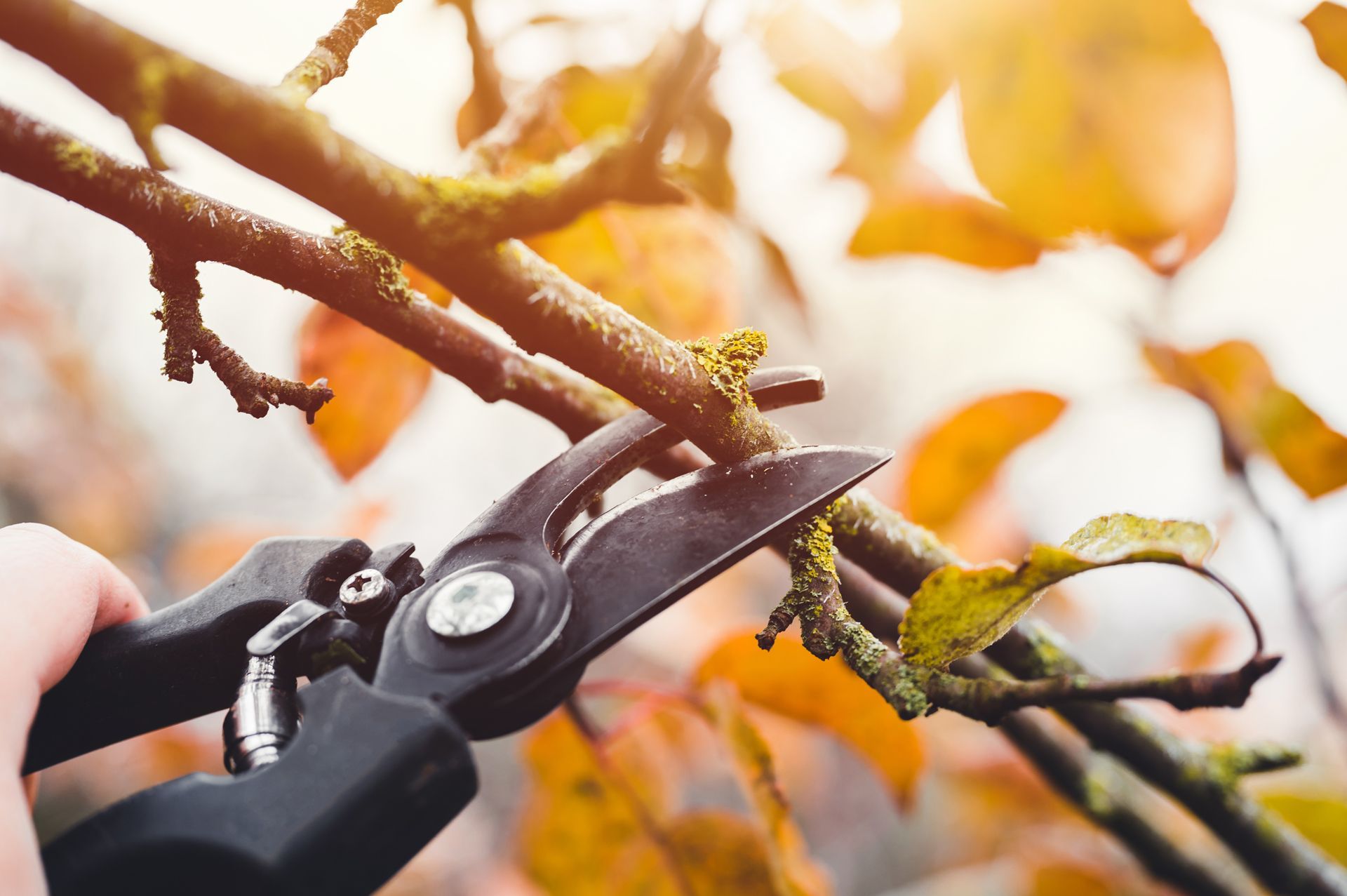 A Person is Cutting a Tree Branch With a Pair of Scissors