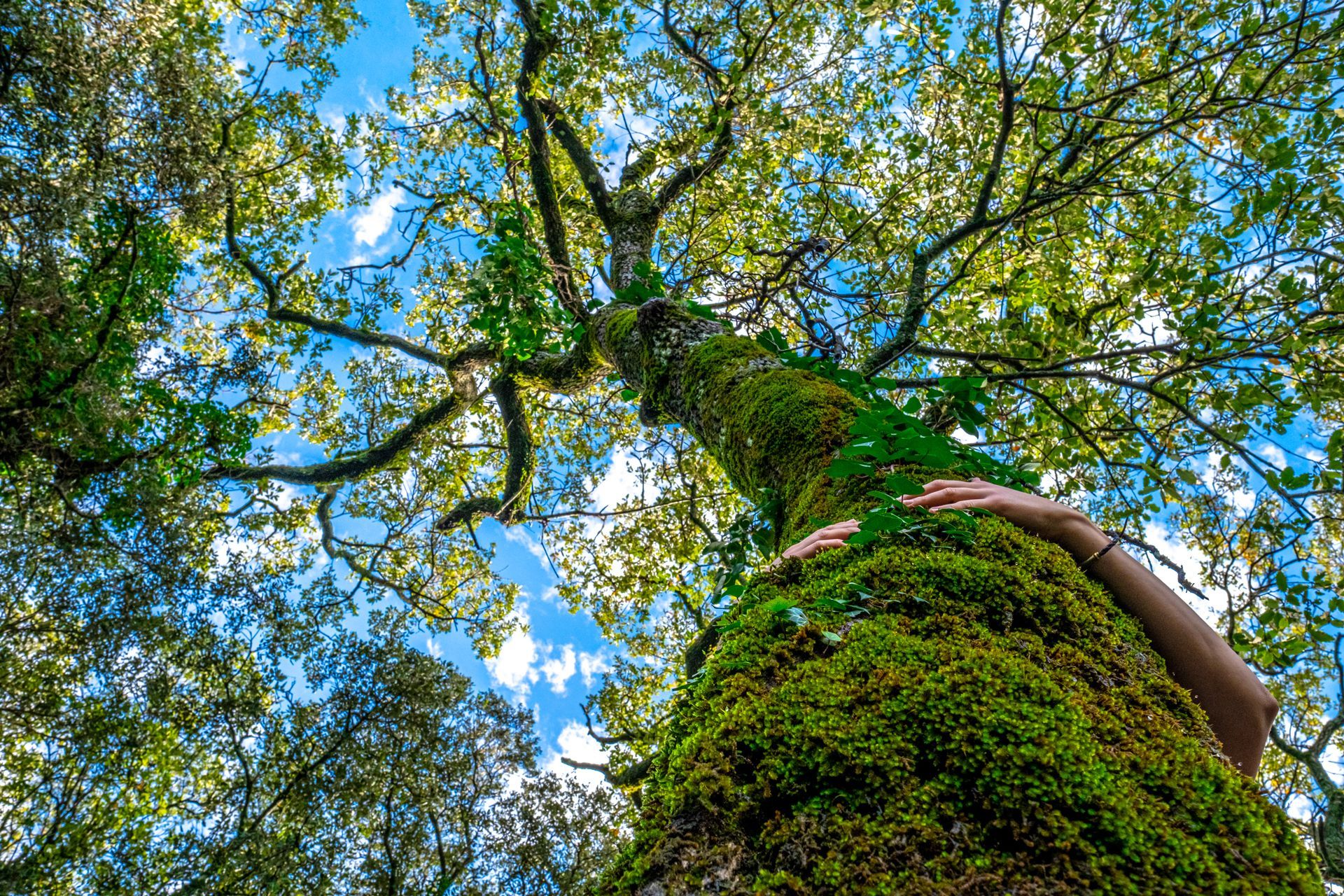 A Person is Hugging a Tree With Moss on It