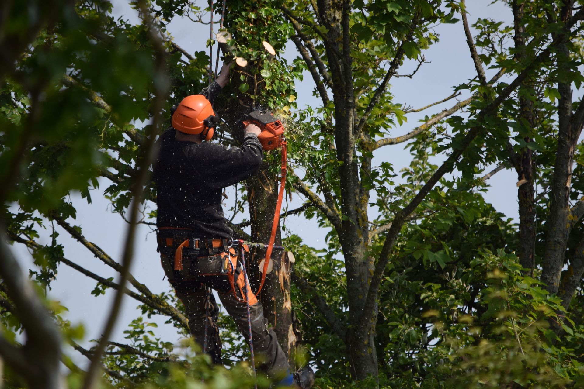 A Man is Cutting Down a Tree With a Chainsaw