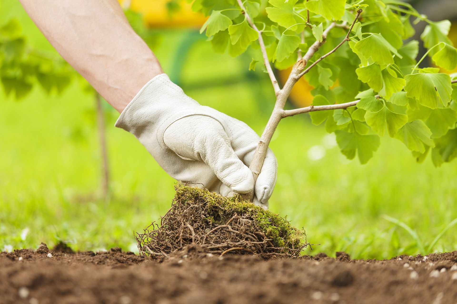 A Person is Planting a Small Tree in the Ground
