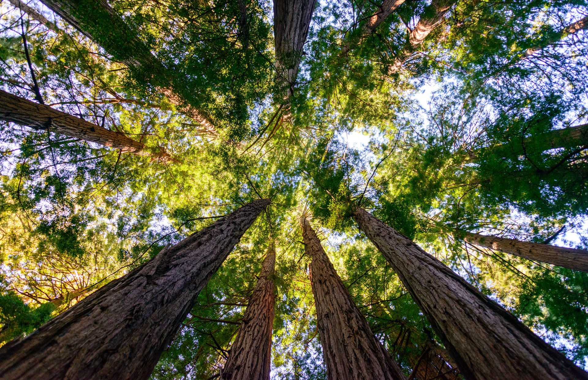 Looking Up at a Group of Tall Trees in a Forest