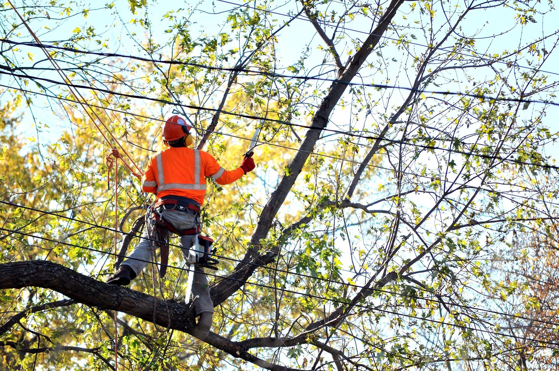 A Man is Cutting a Tree Branch With a Chainsaw