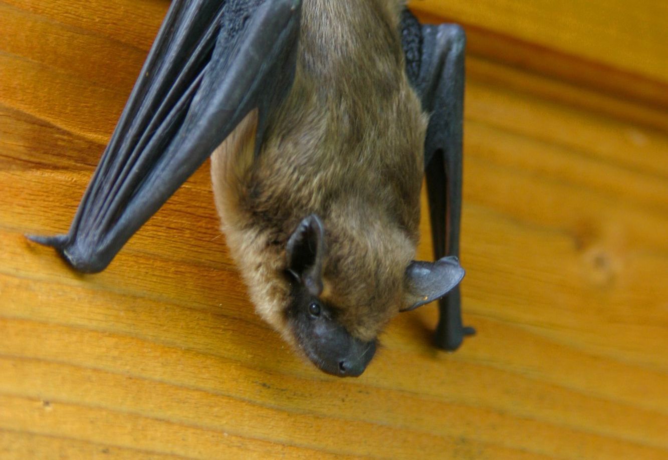 Bat Removal in Buffalo, NY Bat Removal in Buffalo, NY