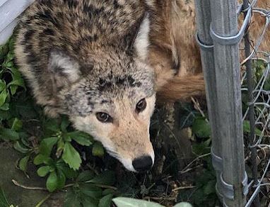About Wildlife Management About Wildlife Management