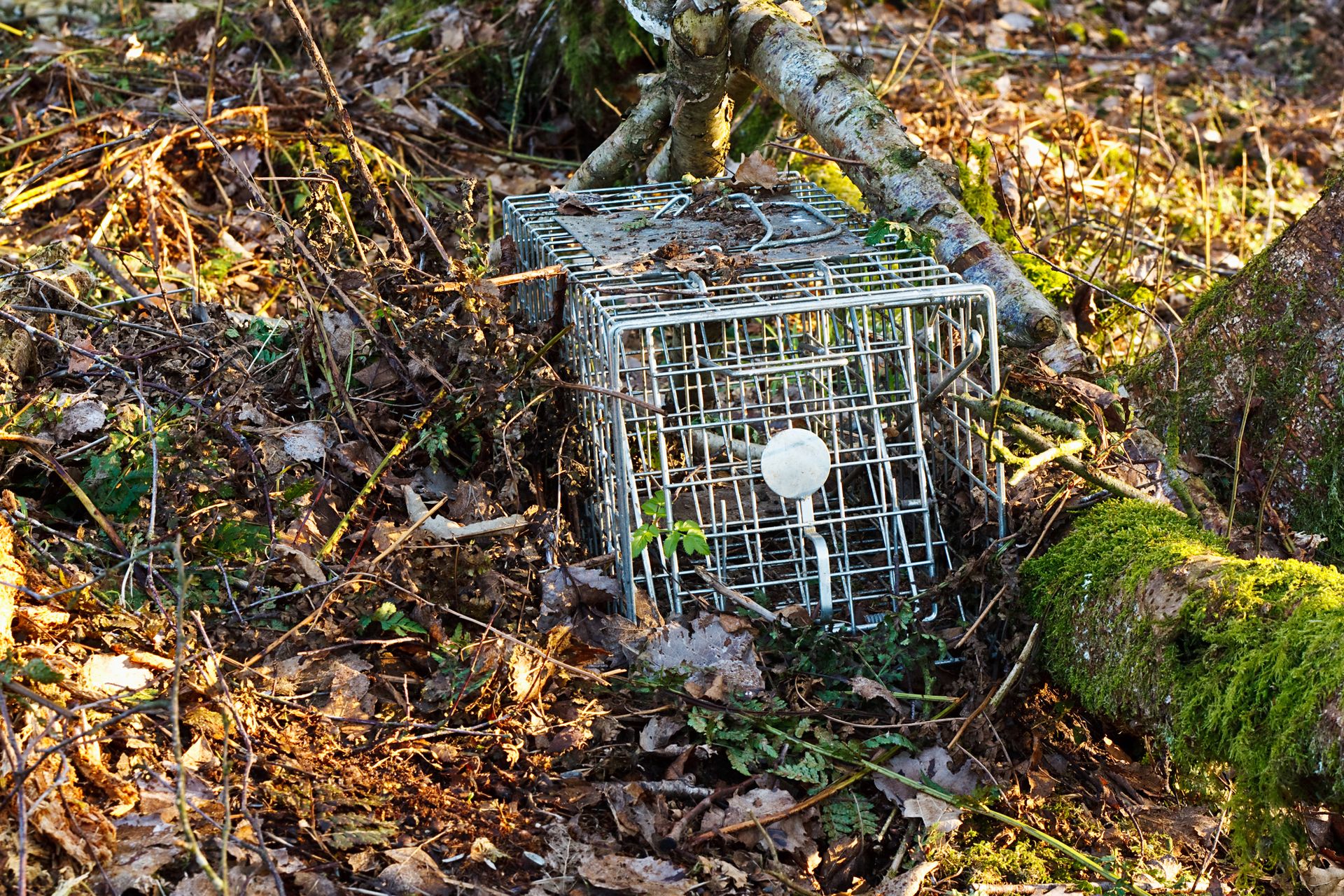 Animal Control in Rochester, NY | Wildlife Management