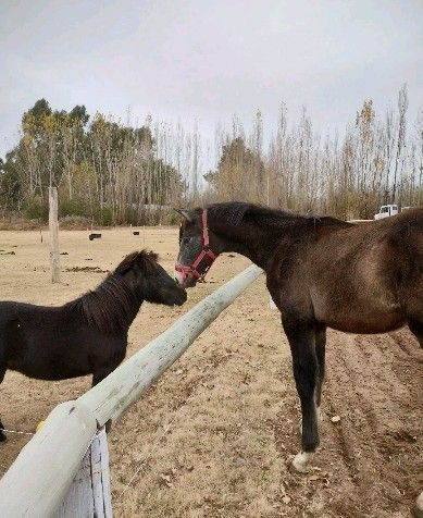 Haras la Soñada