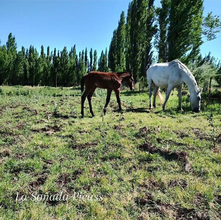 Haras la Soñada