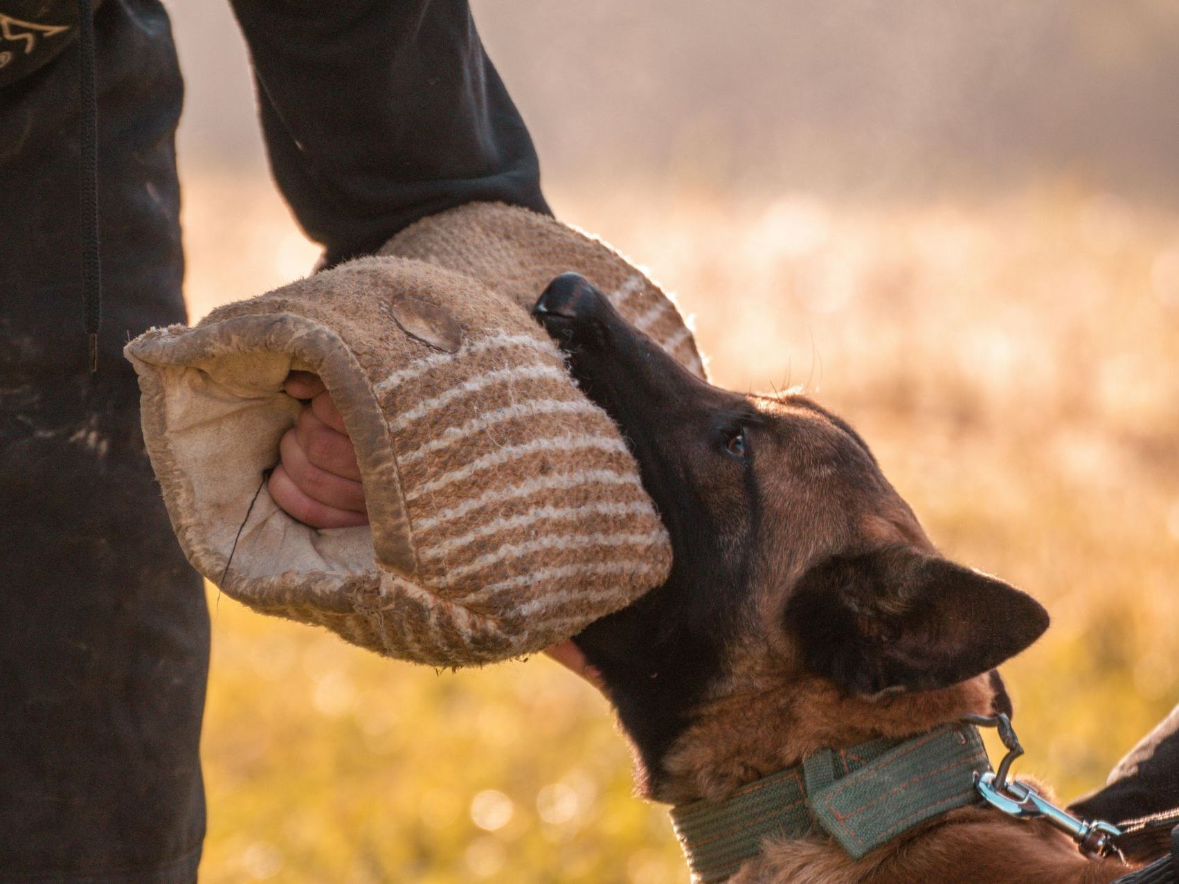 A dog is biting a person 's arm in a field.