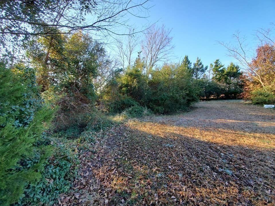 Leaf-covered dirt path beside dense green trees under a bright blue sky