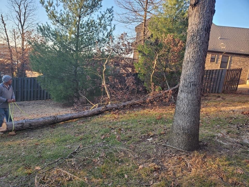 Person standing beside a fallen tree trunk in a backyard, with houses and trees in the background.